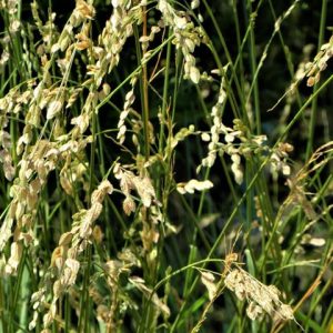 Saw-Tooth Love Grass - Eragrostis superba 17cm