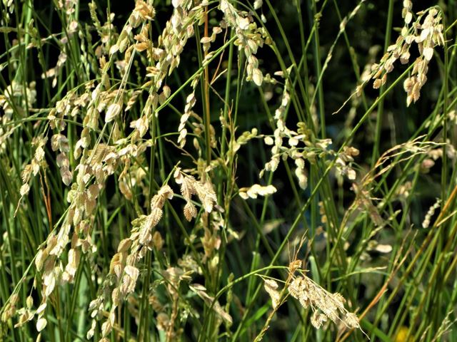Saw-Tooth Love Grass - Eragrostis superba 17cm