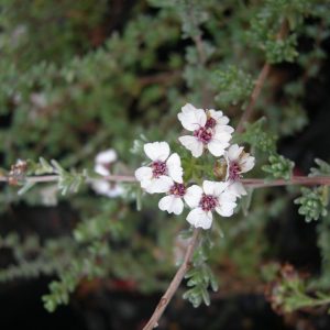Wild Rosemary - Eriocephalus africanus 15cm