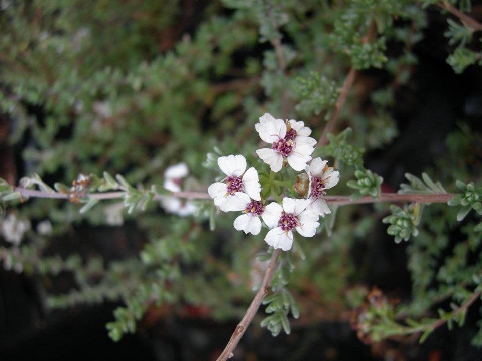 Wild Rosemary - Eriocephalus africanus 15cm