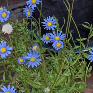 Blue Daisy - Felicia amelloides 15cm
