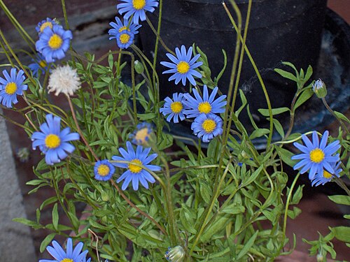 Blue Daisy - Felicia amelloides 15cm