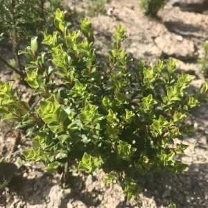 Buchu - Agathosma ciliaris 15cm
