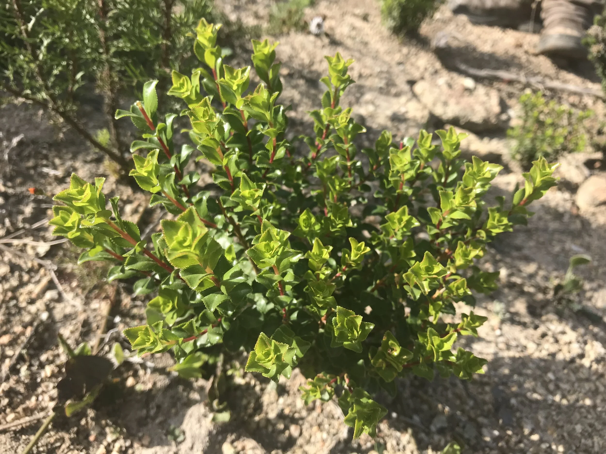 Buchu - Agathosma ciliaris 15cm