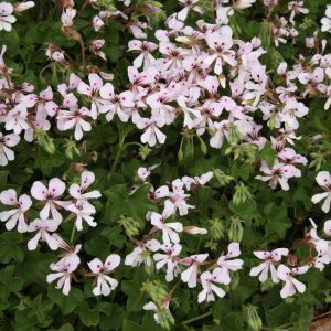 Ivy-Leaved Pelargonium Ivy Geranium Cascade - Pelargonium peltatum 15cm