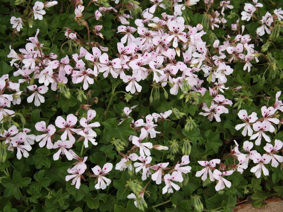 Ivy-Leaved Pelargonium Ivy Geranium Cascade - Pelargonium peltatum 15cm