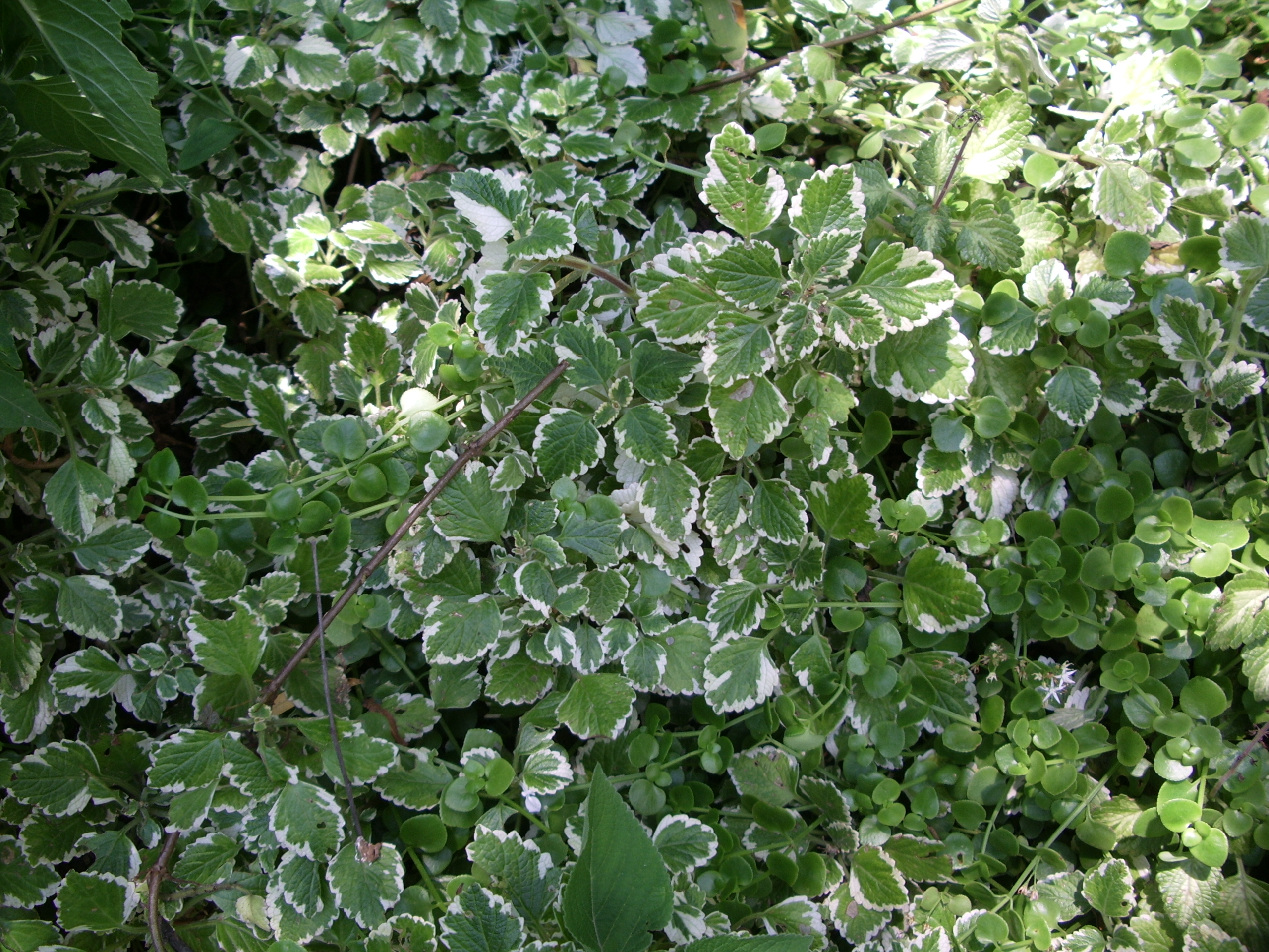 Variegated Plectranthus - Plectranthus 15cm