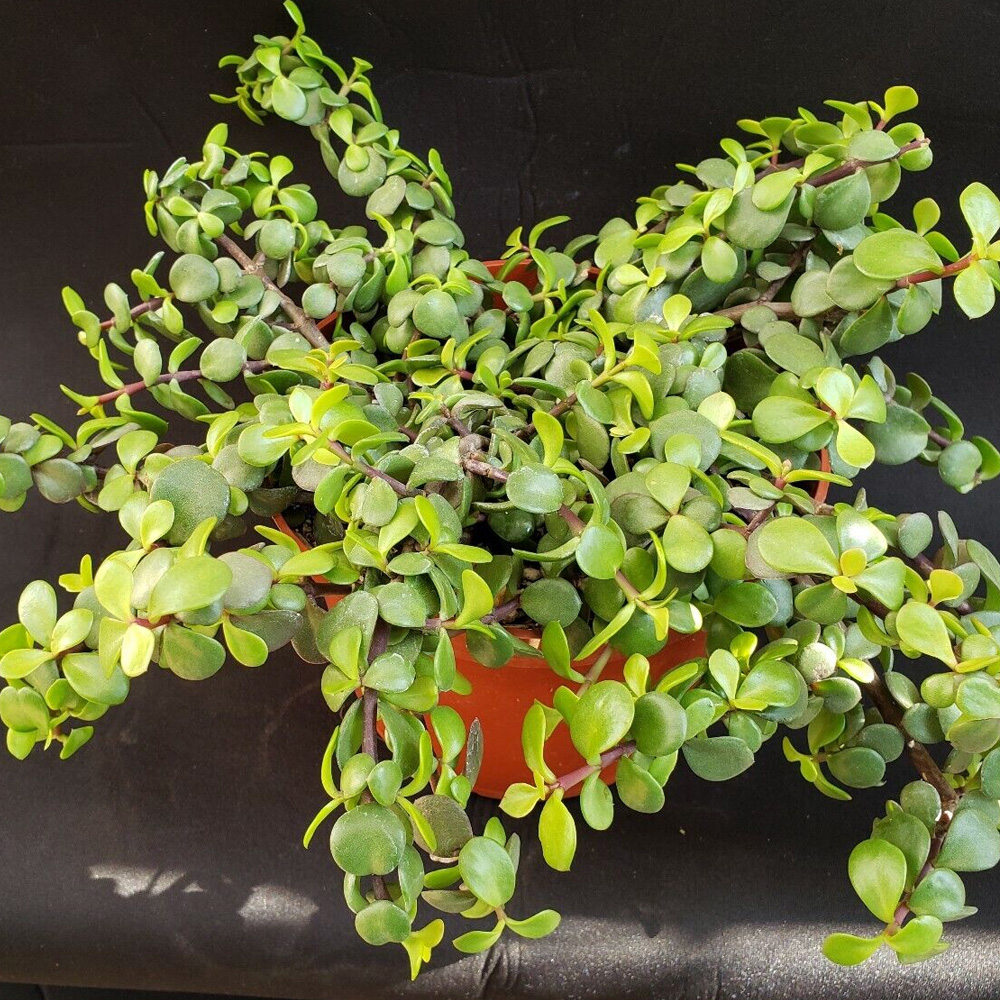 Spekboom - Portulacaria afra 15cm