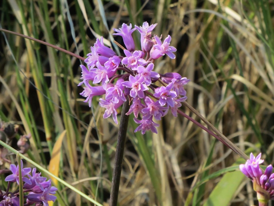 Wild Garlic Purple - Tulbaghia violacea 15cm