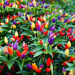 Chilli Pepper Ornamental Chilli - Capsicum annuum 15cm