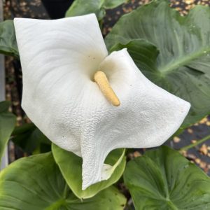 Arum Lily - Zantedeschia aethiopica 15cm