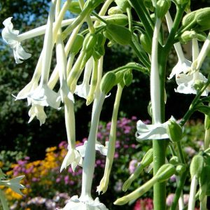 NICOTIANA SYLVESTRIS "Woodland Tobacco" 17cm