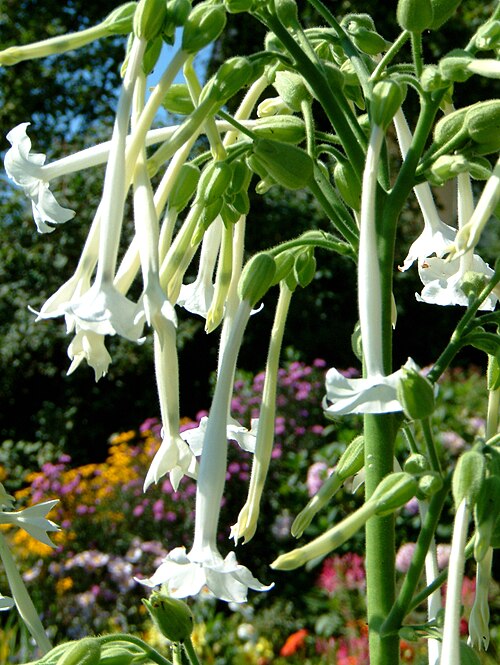 Woodland Tobacco - Nicotiana sylvestris 17cm