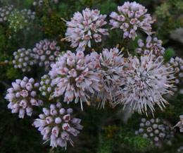 Buchu - Agathosma ciliaris 15cm - Image 2