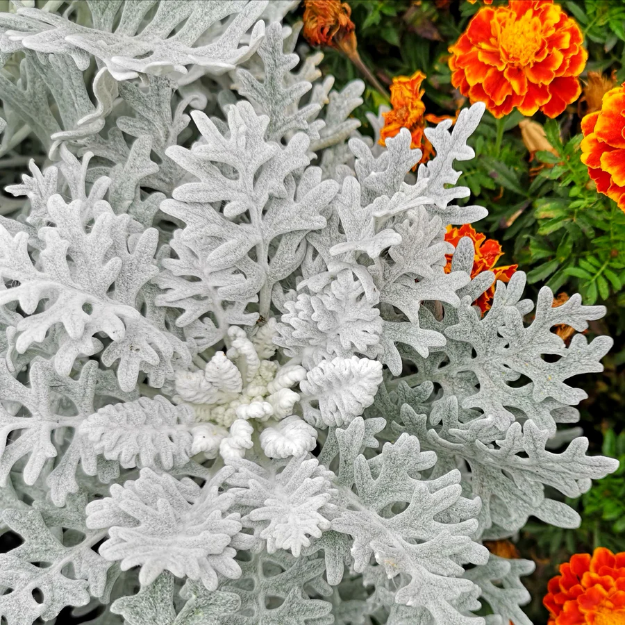 Dusty Miller - Senecio cineraria 15cm