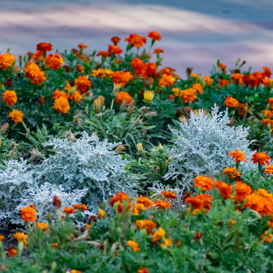 Dusty Miller - Senecio cineraria 15cm - Image 2