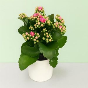 KALANCHOE "Flaming Katy" 10cm