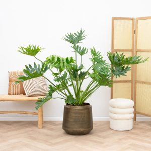 Philodendron Selloum