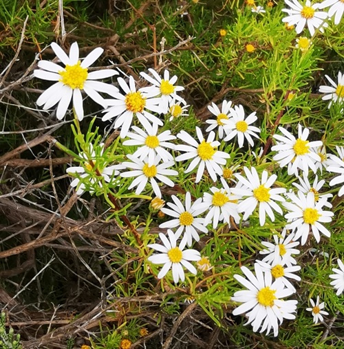 Felicia White - Felicia echinata 15cm