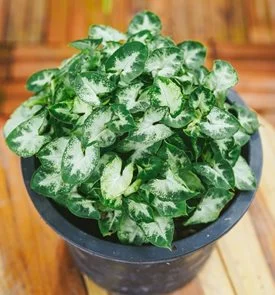 SYNGONIUM PIXIE "Arrowhead Plant" 12.5cm