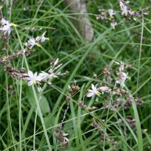 Weeping Anthericum - Chlorophytum saundersiae 15cm