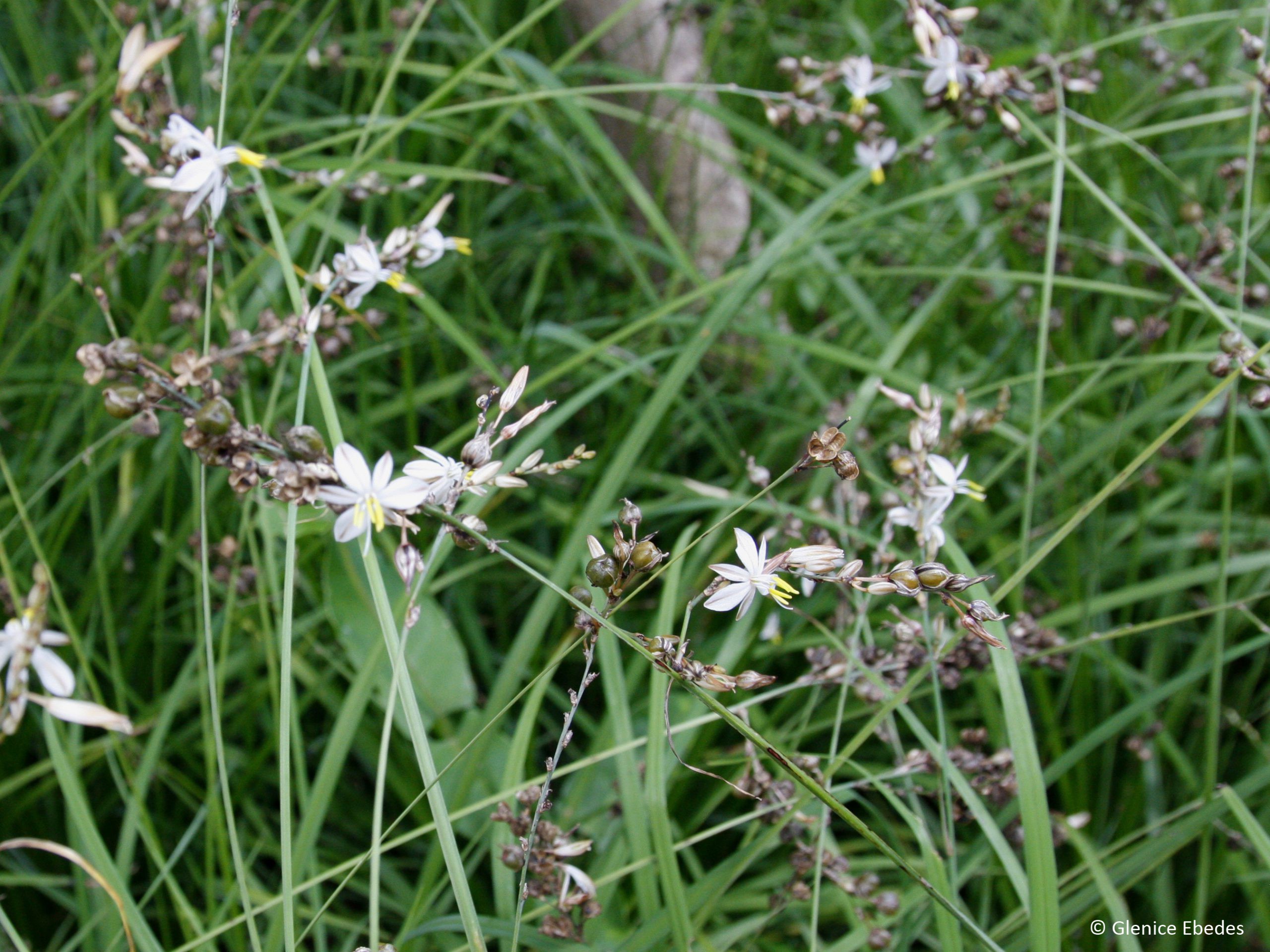 Weeping Anthericum - Chlorophytum saundersiae 15cm