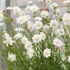 Scabiosa White - Scabiosa incisa 17cm