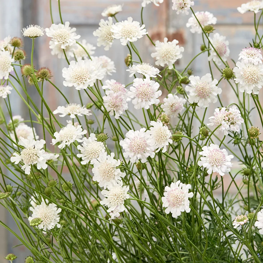 Scabiosa White - Scabiosa incisa 17cm