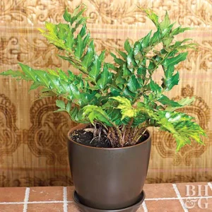 CYRTOMIUM FALCATUM "Holly Fern" 12.5cm