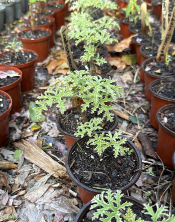 Scented Geranium (Pelargonium 'Lady Plymouth') 10cm - Image 2