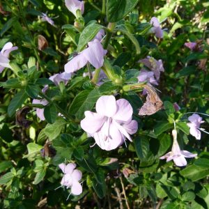 BARLERIA OBTUSA BLUE Bush Violet 15cm