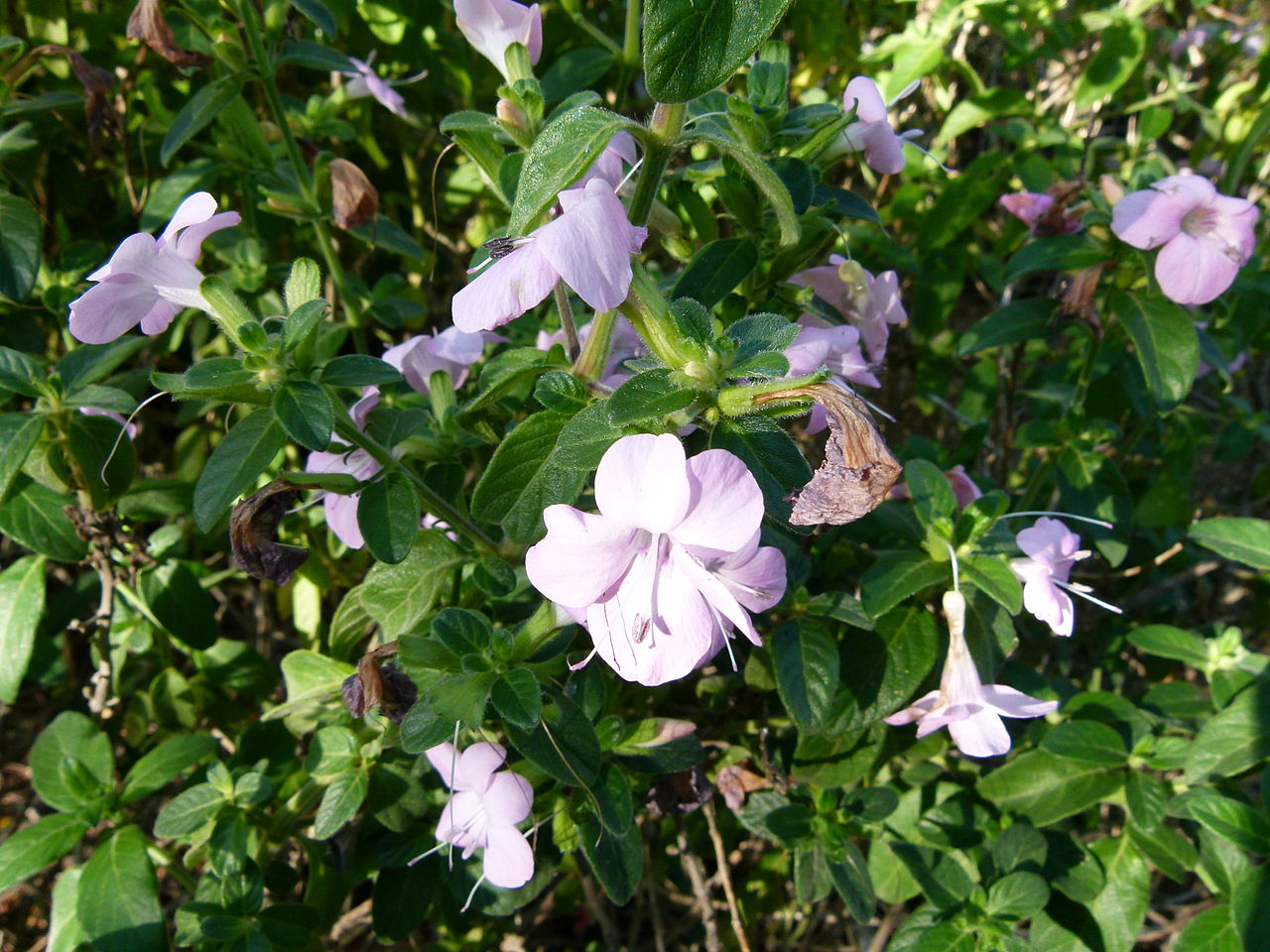 Bush Violet Pink - Barleria obtusa 15cm