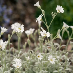 Snow in Summer - Cerastium tomentosum 15cm