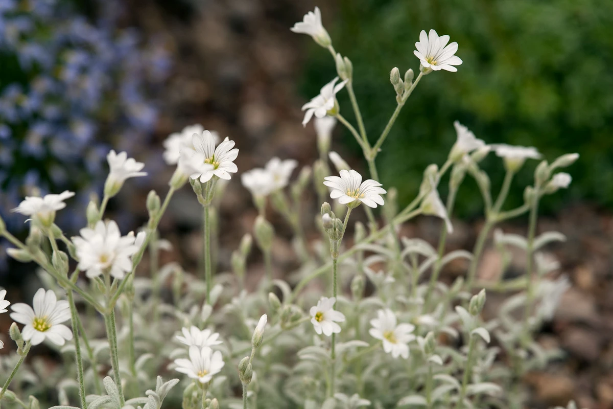 Snow in Summer - Cerastium tomentosum 15cm