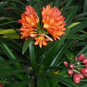 Clivia Orange - Clivia miniata 17cm