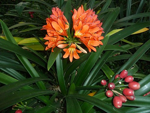 CLIVIA MINIATA - Orange Clivia - 17cm
