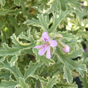 Scented Geranium (Pelargonium 'Lady Plymouth') 10cm