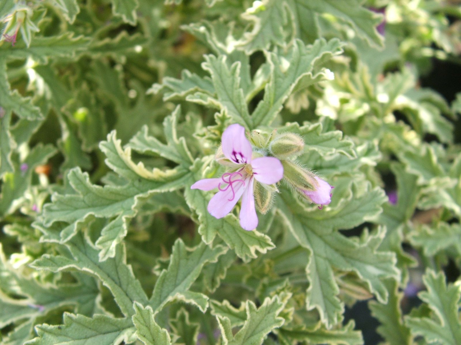 Scented Geranium (Pelargonium 'Lady Plymouth') 10cm