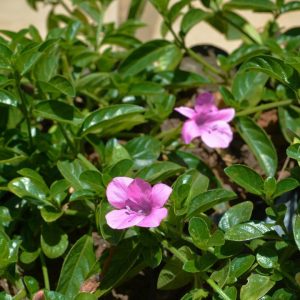 BARLERIA REPENS PURPLE PRINCE Coral Creeper 15cm