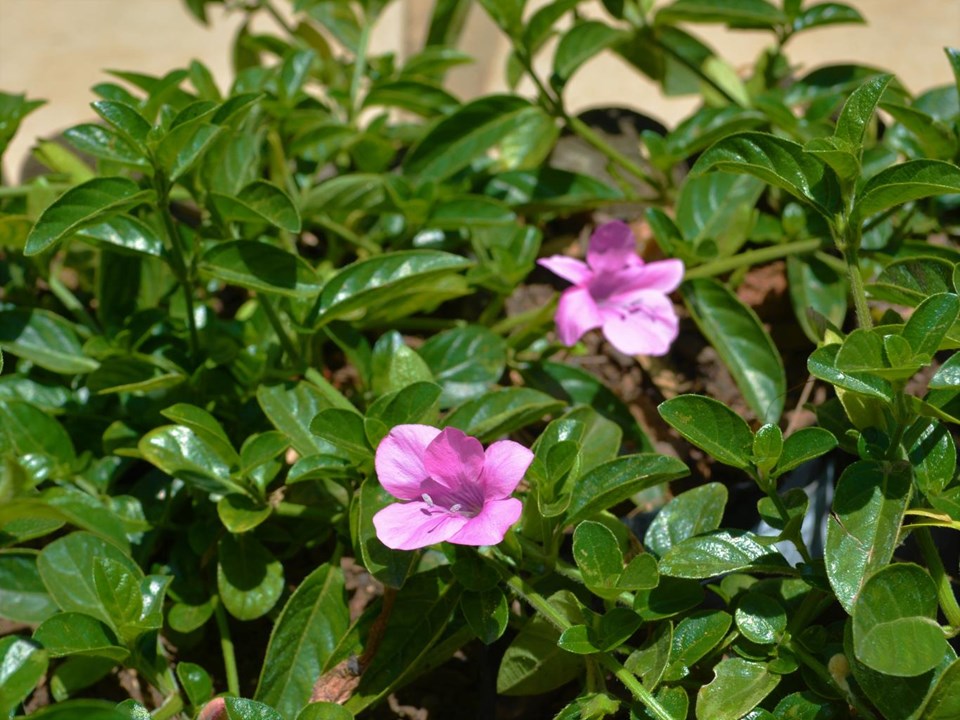 Coral Creeper Purple Prince - Barleria repens 15cm