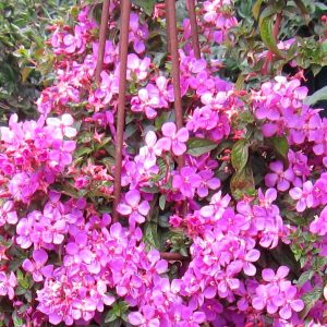 CENTRADENIA FLORIBUNDA Spanish Shawl 17cm