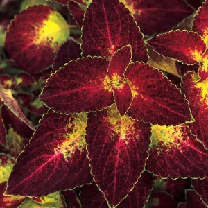 COLEUS DIPT IN WINE Colour Blaze 15cm