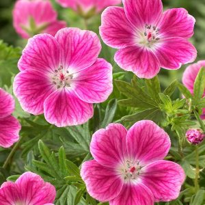 Bloody Cranesbill Elke - Geranium sanguineum 15cm