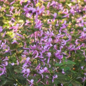 Ribbon Bush Compact Pink - Hypoestes aristata 15cm