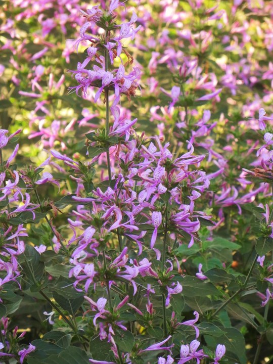 Ribbon Bush Compact Pink - Hypoestes aristata 15cm