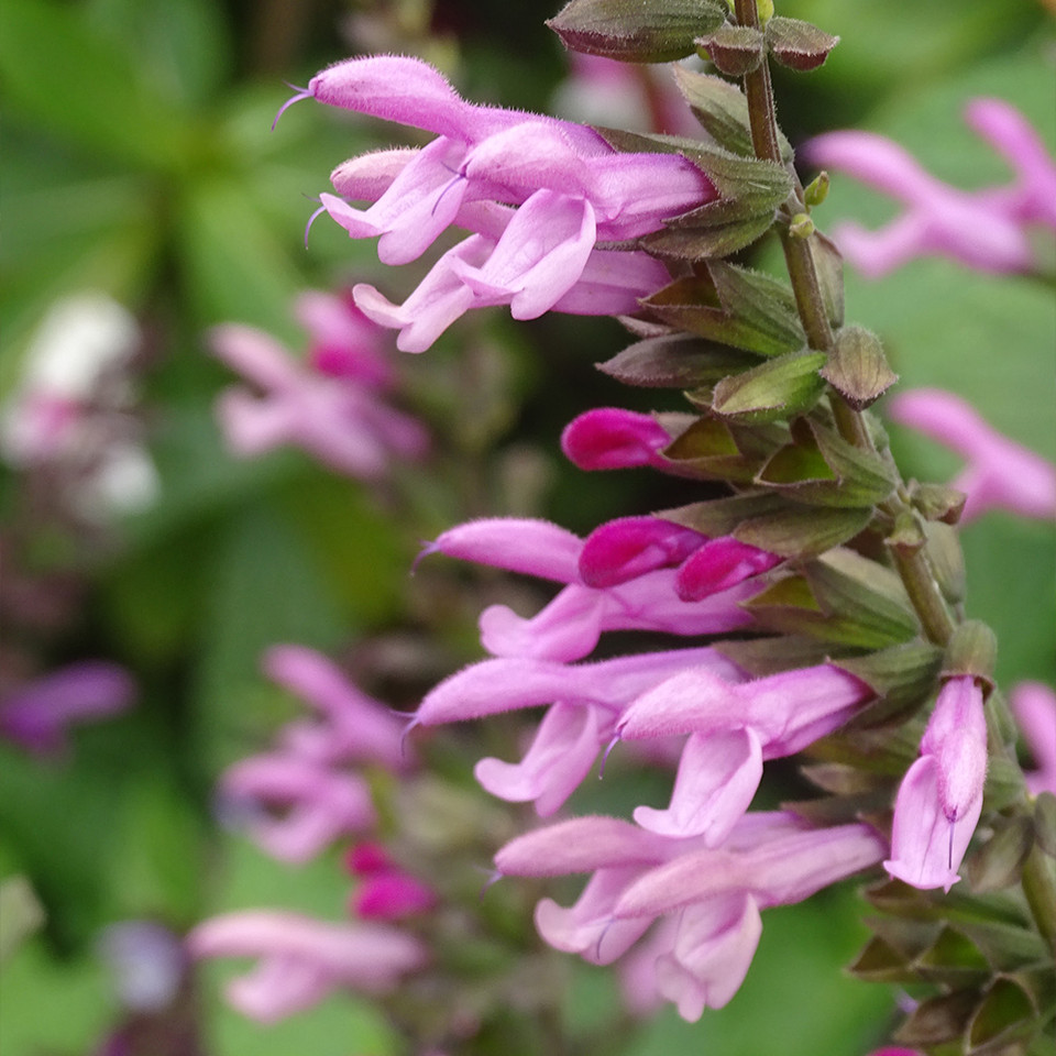 Friendship Sage Amistad Pink - Salvia 15cm