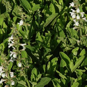 Salvia Creeping White - Salvia repens 15cm