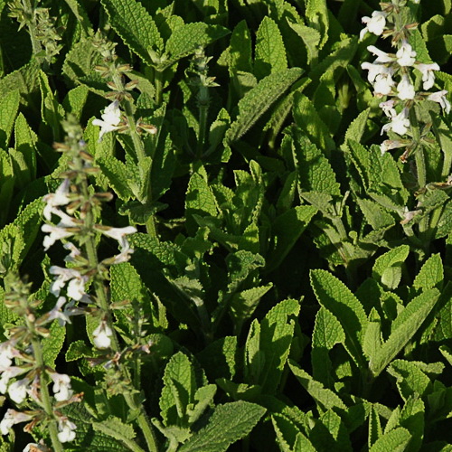 Salvia Creeping White - Salvia repens 15cm