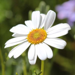 BRACHYSOME MNP Swan River Daisy White 15cm