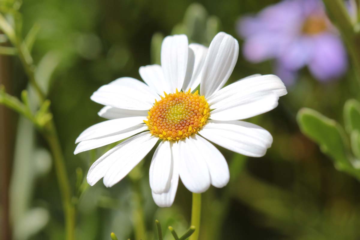 Swan River Daisy Blue - Brachyscome 15cm